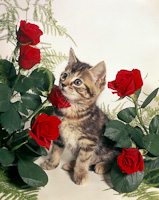 Kitten with Roses.