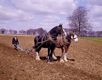 Nr. Winchester, Hampshire, England.