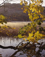Rydal, Nr. Ambleside, Cumbria, England.