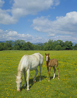 White Mare and foal in buttercups.