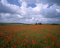 Cotswolds, Nr. Broadway, Gloucestershire, England.