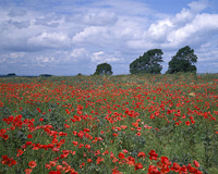 Cotswolds, Nr. Broadway, Gloucestershire, England.
