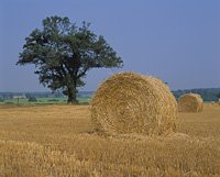 Harvest Scene, Norfolk, England.