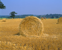 Harvest Scene, Norfolk, England.