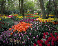 Keukenhof Gardens, Holland.