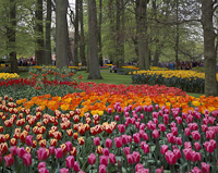 Keukenhof Gardens, Holland.