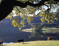 Rydal Water, Nr. Ambleside, Cumbria, England.