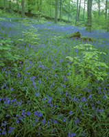 Elterwater Wood, Langdale, Cumbria, England.