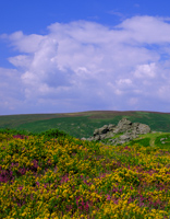 Dartmoor, Devon, England.