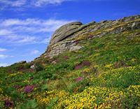 Dartmoor, Devon, England.