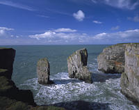 Elegug Stacks, Pembrokeshire, South Wales.