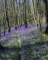 Bluebell Wood, Hundleton, Pembrokeshire, South Wales.