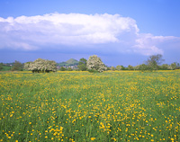 Glastonbury Tor, Somerset, England.