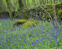 Lyth Valley, Cumbria, England.
