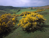 North Yorkshire Moors, Nr. Northallerton, Yorkshire, England.