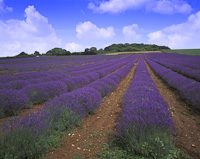 Lavender Field, Nr. Hunstanton, Norfolk, England.