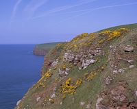 St. Bees Cliffs, Cumbria, England.