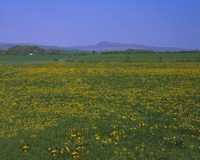 Near Kirkby Lonsdale, Lancashire, England.