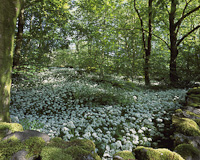 Near Ingleton, Yorkshire Dales National Park, England.