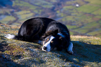 Border Collie Pup, Newlands Valley, Cumbria, England.