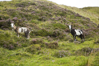 Feral Goats, Loch Skene, Nr. Moffat, Dumfries & Galloway, Scotland.