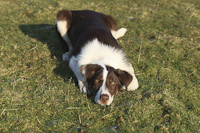 Border Collie.