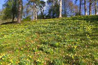 Dora's Field, Rydal, Cumbria, England