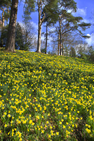 Dora's Field, Rydal, Cumbria, England.