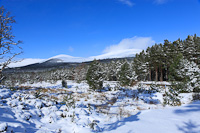 The Cairngorms, Glenmore Forest Park, Highland, Scotland.