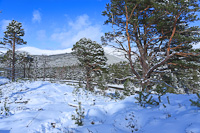 The Cairngorms, Glenmore Forest Park, Nr. Aviemore, Highland, Scotland.