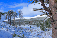 The Cairngorms, Glenmore Forest Park, Highland, Scotland.