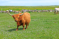 Highland Cow, Tiree, Inner Hebrides, Argyll & Bute, Scotland.