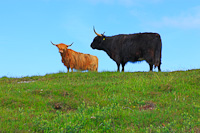 Highland Cattle, Coll, Inner Hebrides, Argyll & Bute, Scotland.