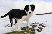 Border Collie Pup (14 weeks).