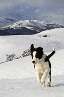Border Collie Pup (14 weeks), Cumbria, England.