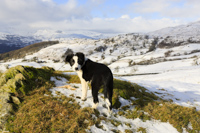 Border Collie Pup (14 weeks), Windermere, Cumbria, England.