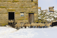 Wensleydale, Nr.Hawes, Yorkshire, England.