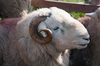 Herdwick Sheep, Cumbria, England.