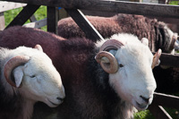 Herdwick Sheep, Cumbria, England.