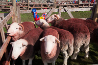 Herdwick Sheep, Cumbria, England.