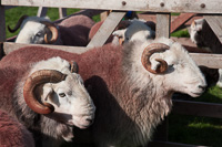 Herdwick Sheep, Cumbria, England.