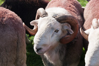 Herdwick Sheep, Cumbria, England.