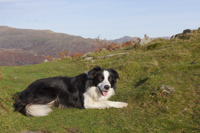 Border Collie, Cumbria, England.