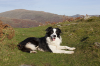 Border Collie, Cumbria, England.