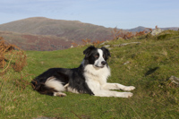 Border Collie, Cumbria, England.