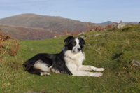 Border Collie, Cumbria, England.