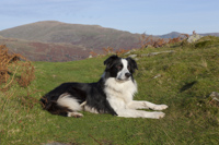 Border Collie, Cumbria, England.