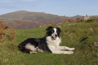 Border Collie, Cumbria, England.