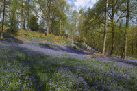 Bluebells, Brathay, Cumbria, England.