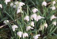 Snow Drops.